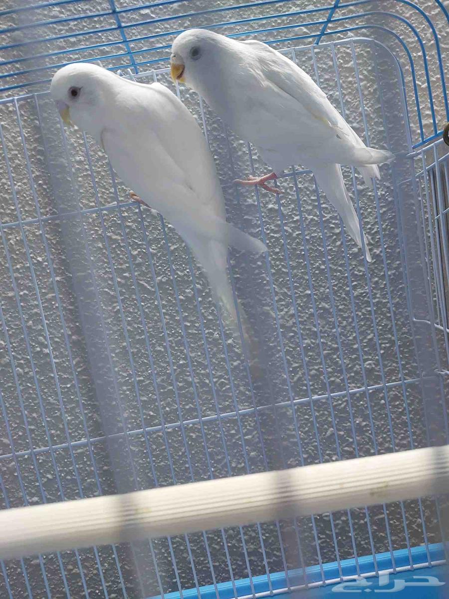 جوز بادجي البينو منتج64438015614081112