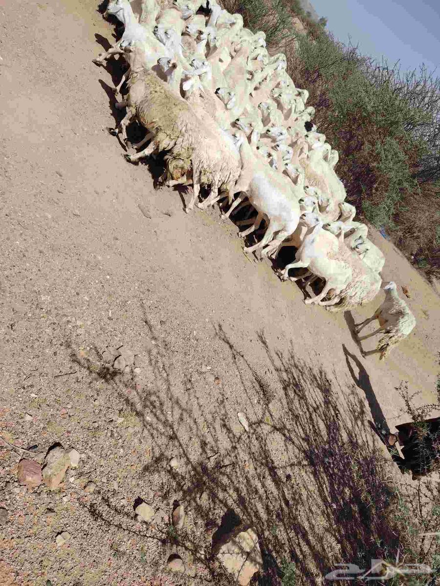 للبيع حري حرشش64435863172995112