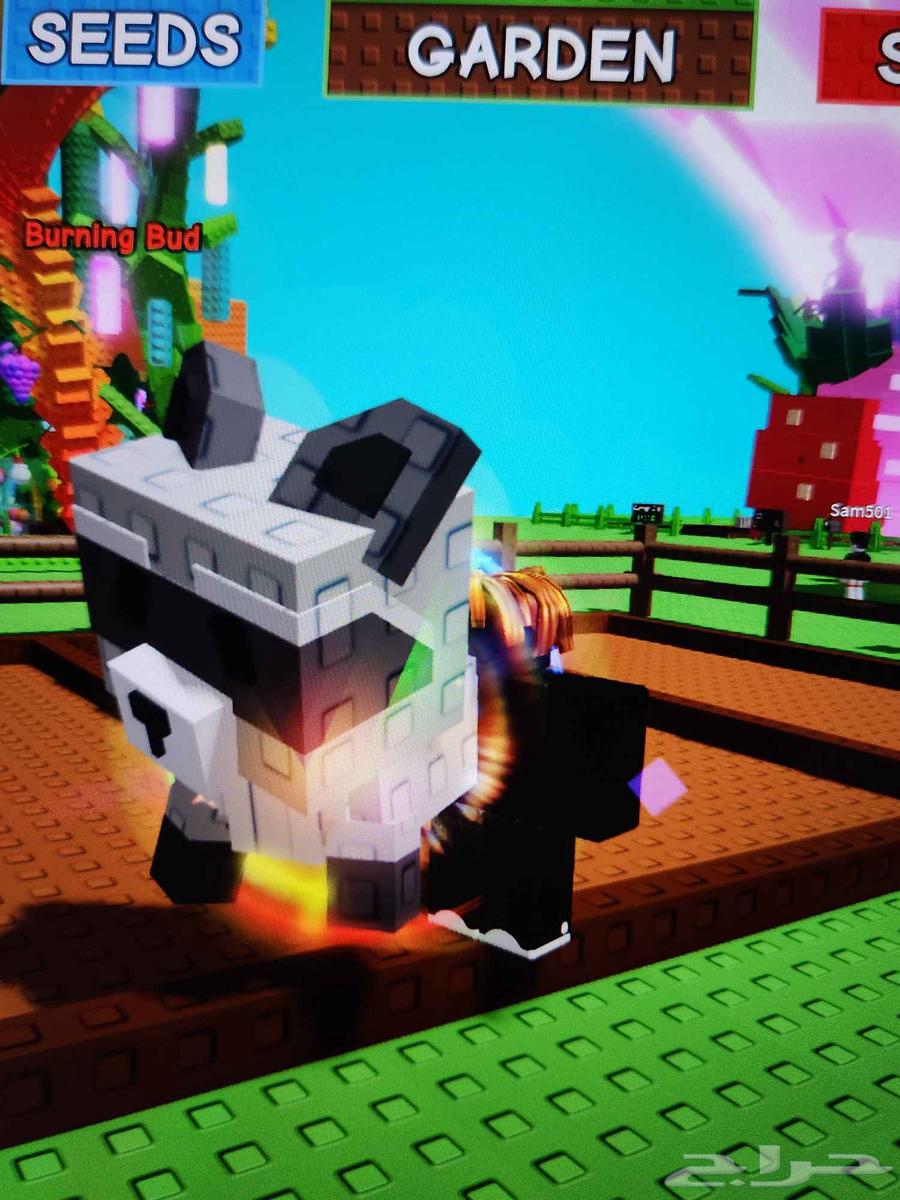 راكون رينبو دراقون فلاي رينبو و تيركس ميغا بماب المزرعة64437382726401110