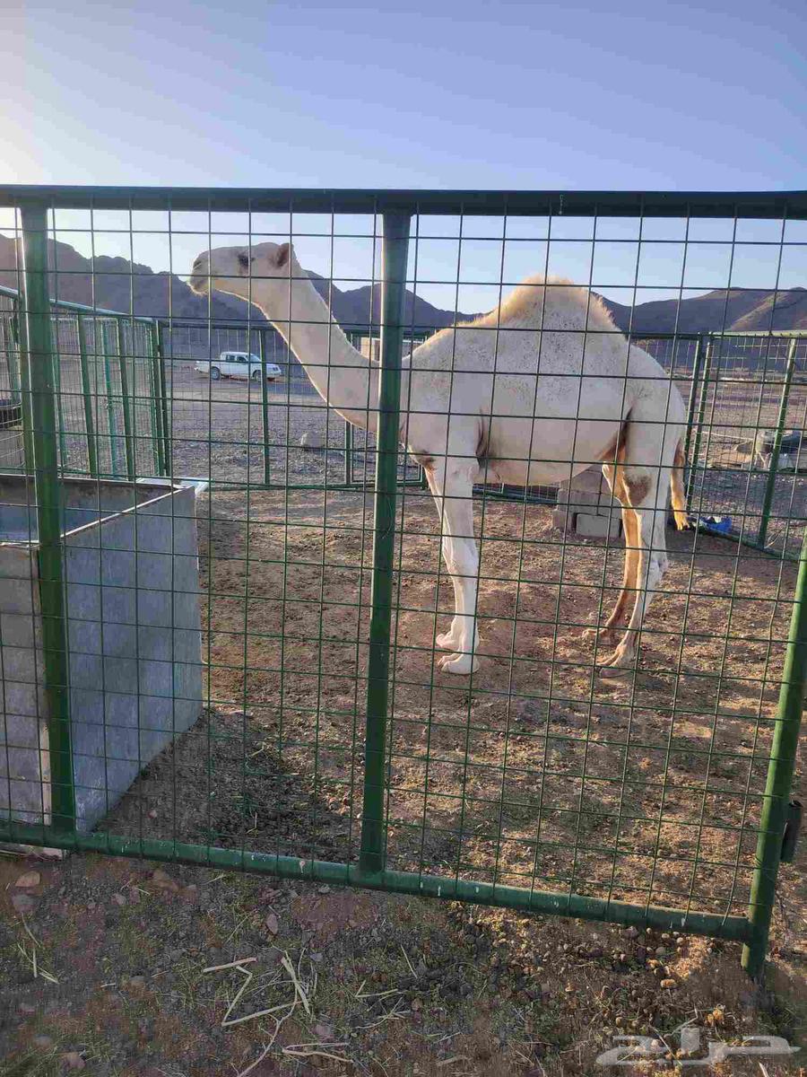 Good sitting for sale under all conditions, one and a half years old64437342103555112