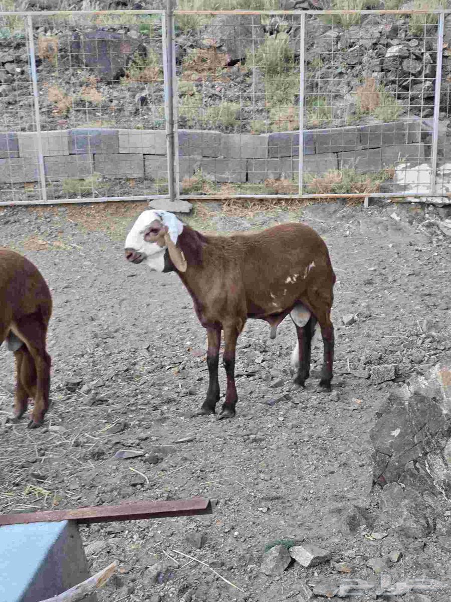 طليان سواكن ذبائح مع التوصيل64438847875841113