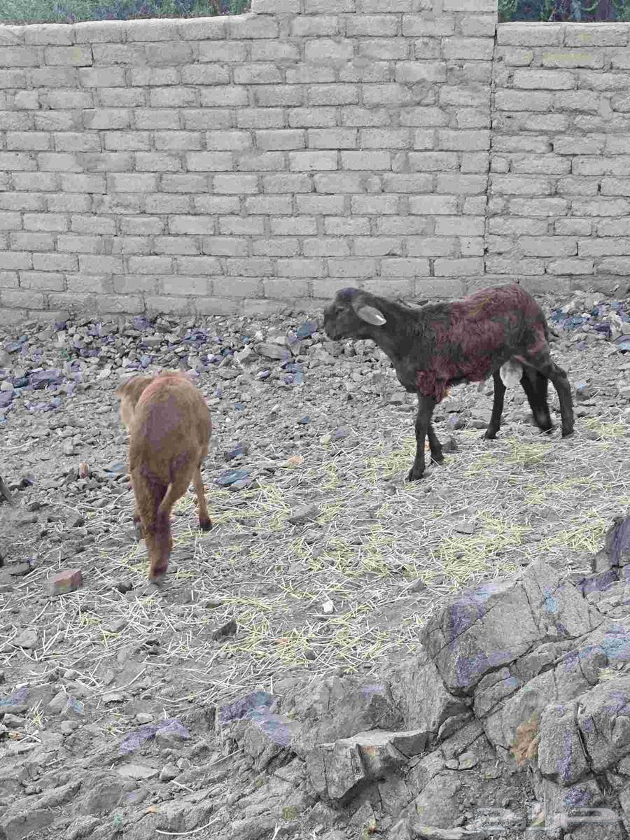 طليان سواكن ذبائح مع التوصيل64438847875841111