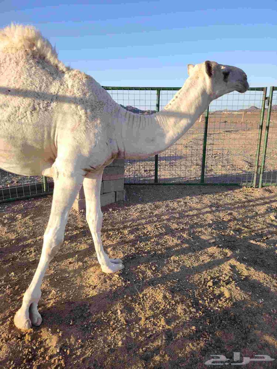 Good sitting for sale under all conditions, one and a half years old64437342103555111