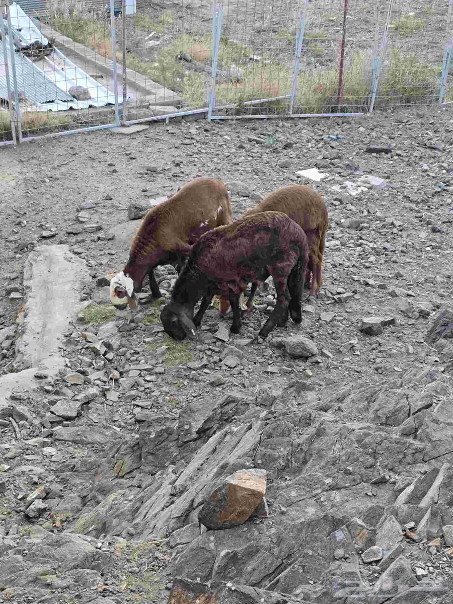 طليان سواكن ذبائح مع التوصيل64438847875841112