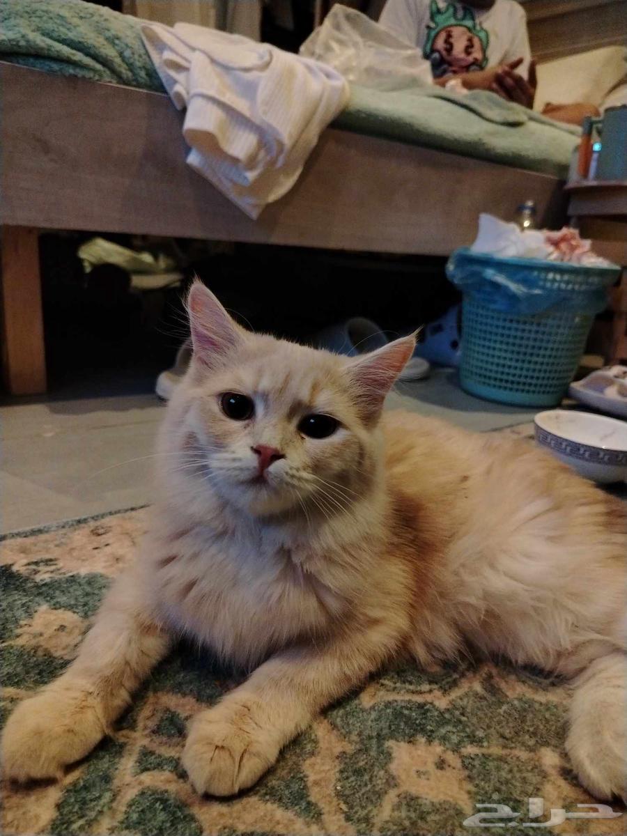 A 4-month-old cat for adoption, has received all vaccinations and has no health issues64434374093059112