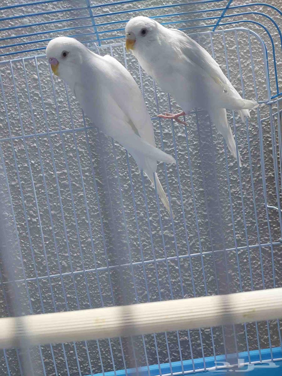 جوز بادجي البينو منتج64438015614081111