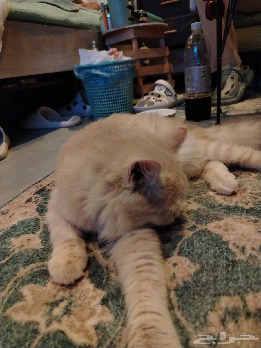 A 4-month-old cat for adoption, has received all vaccinations and has no health issues64434374093059111