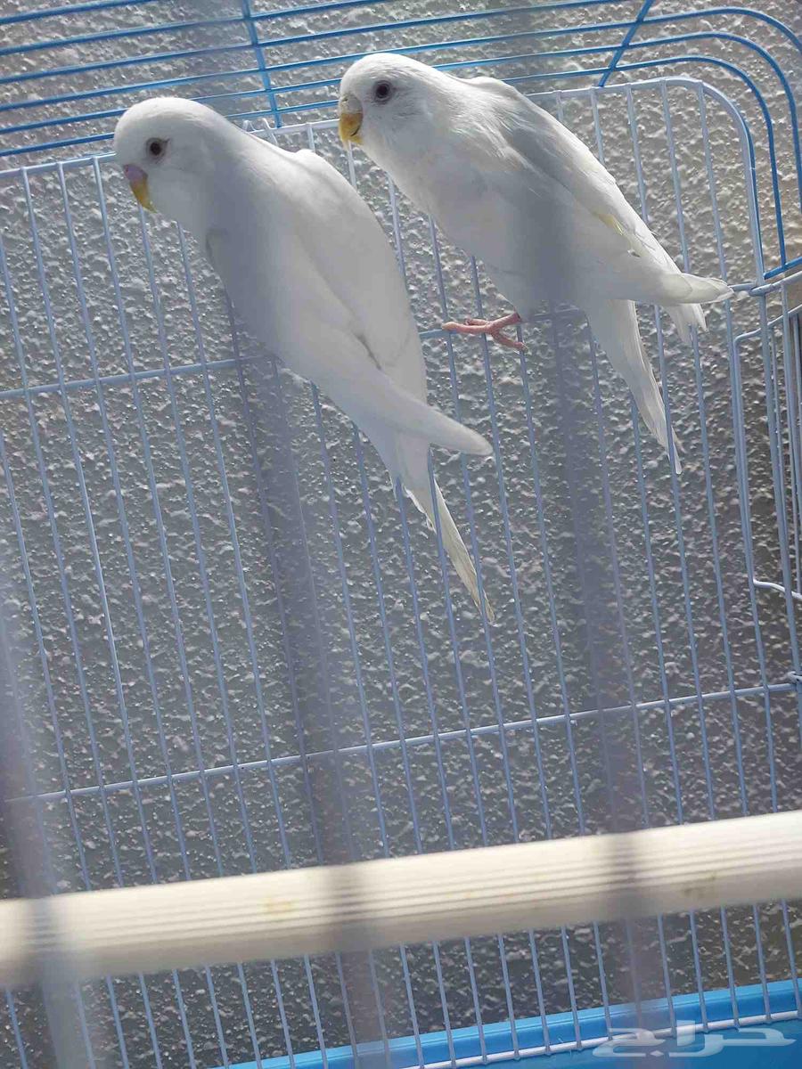 جوز بادجي البينو منتج64438015614081110