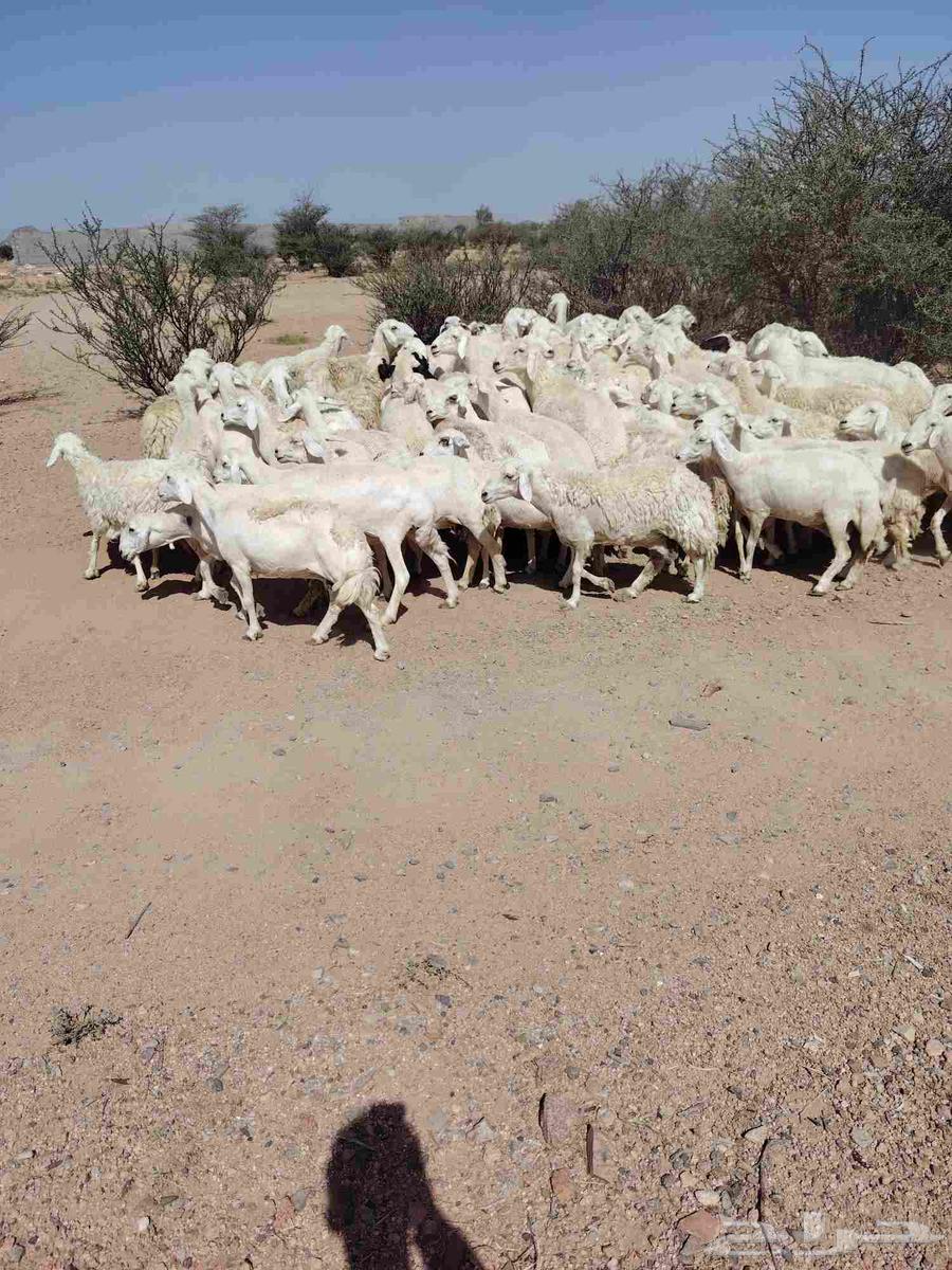 للبيع حري حرشش64435863172995111