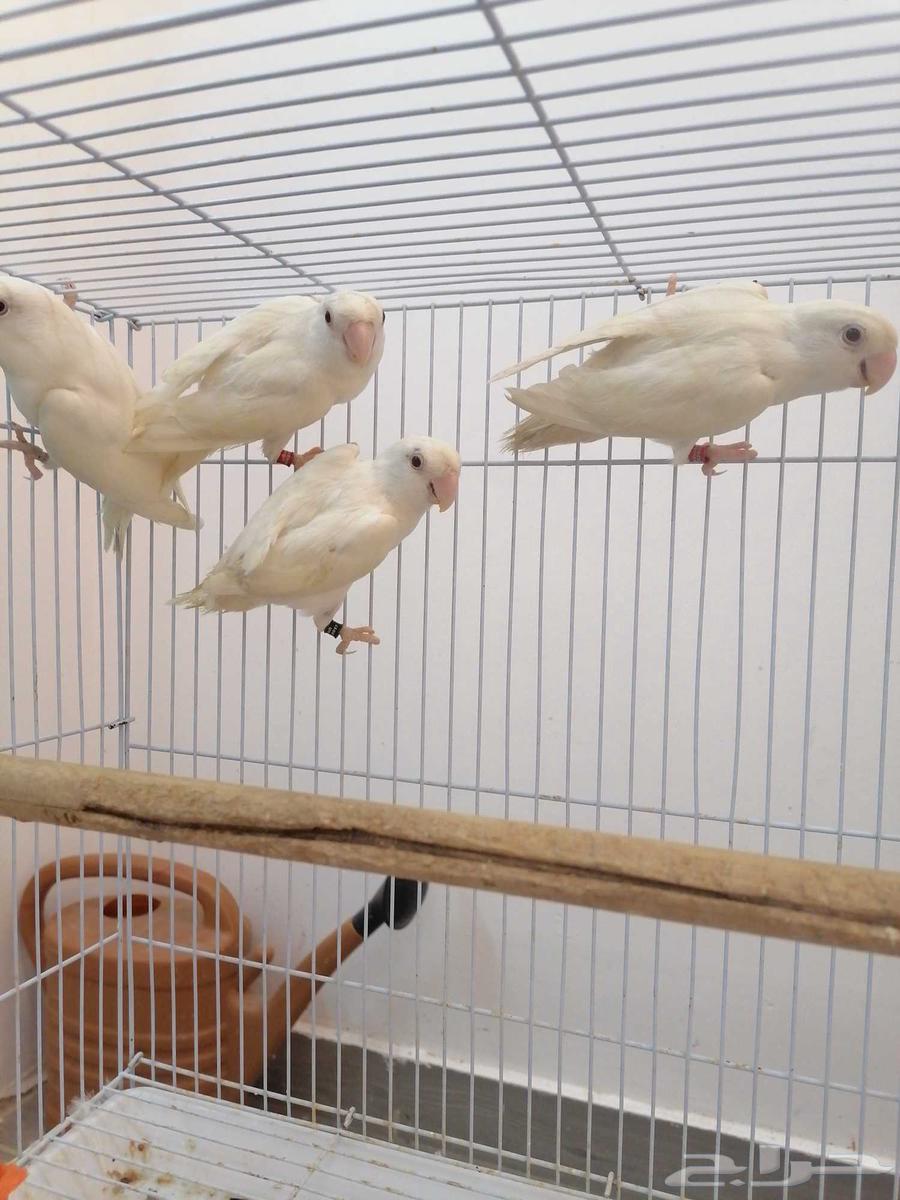 روز البينو عيون حمراء الصحة ممتاز ه العدد 10 غير معروف الج64440873963649111