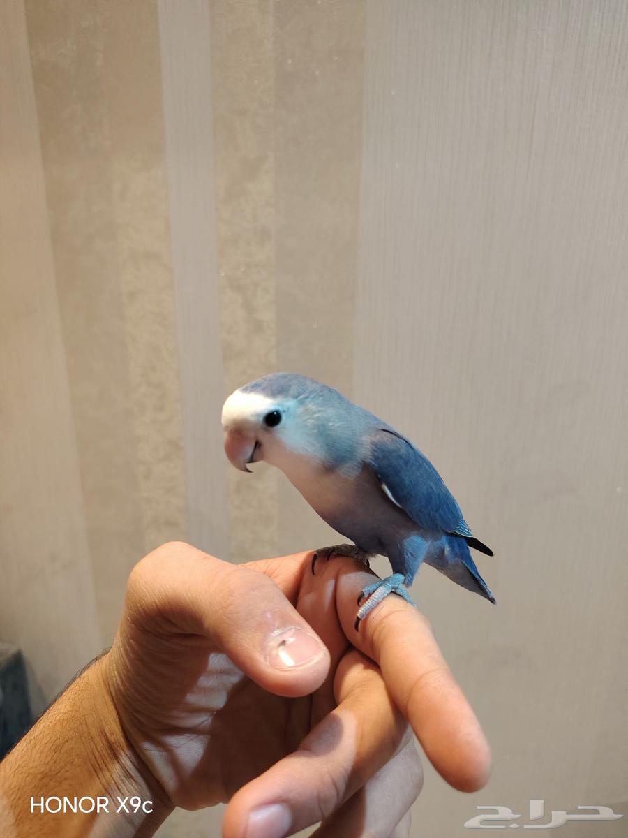 روز أليف ازرق وايت فيس (تم البييع)64434100933891111