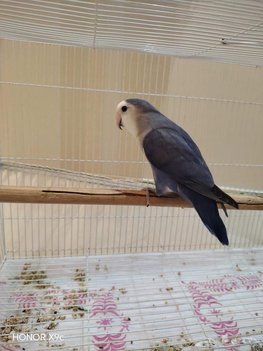 روز أليف ازرق وايت فيس (تم البييع)64434100933891112