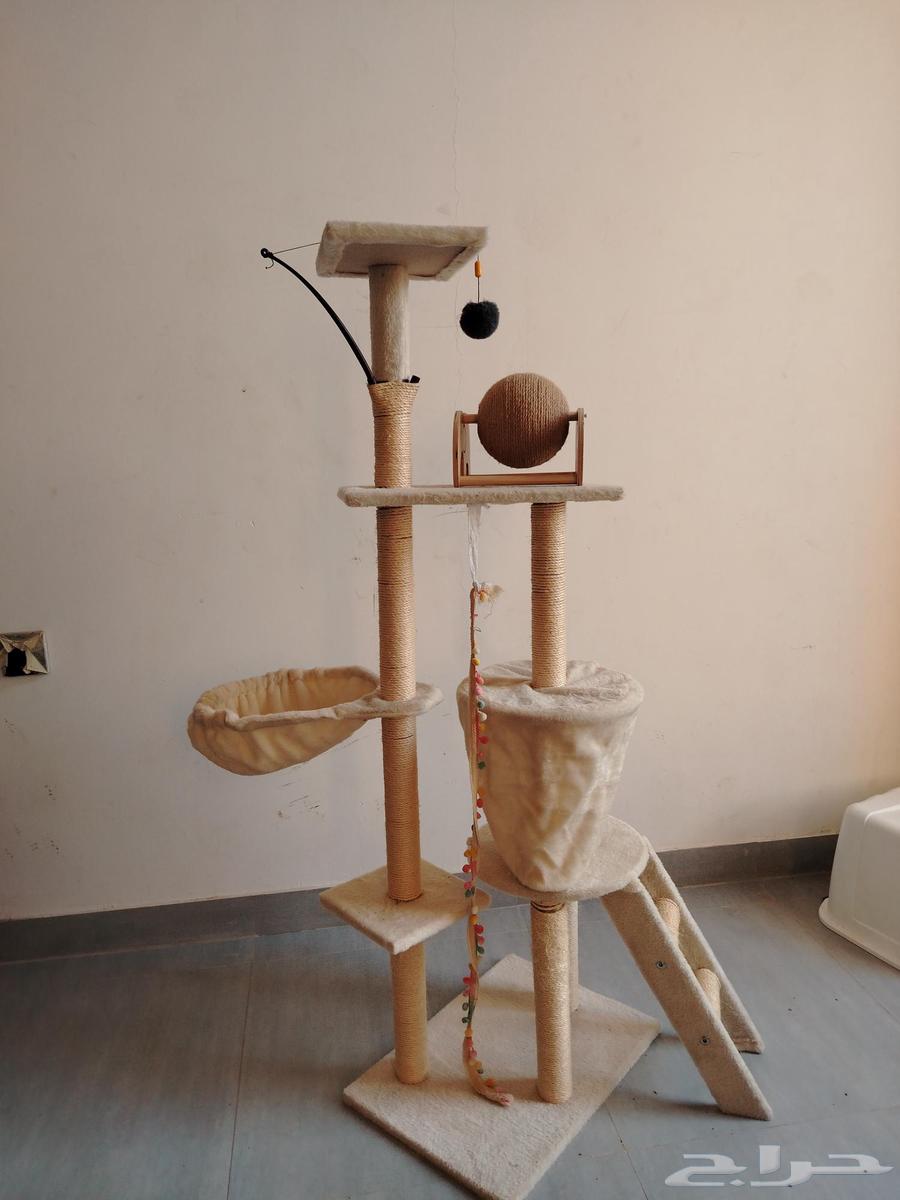 A 4-month-old cat for adoption, has received all vaccinations and has no health issues64434374093059113