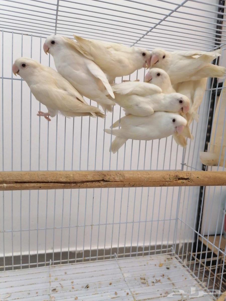 روز البينو عيون حمراء الصحة ممتاز ه العدد 10 غير معروف الج64440873963649110