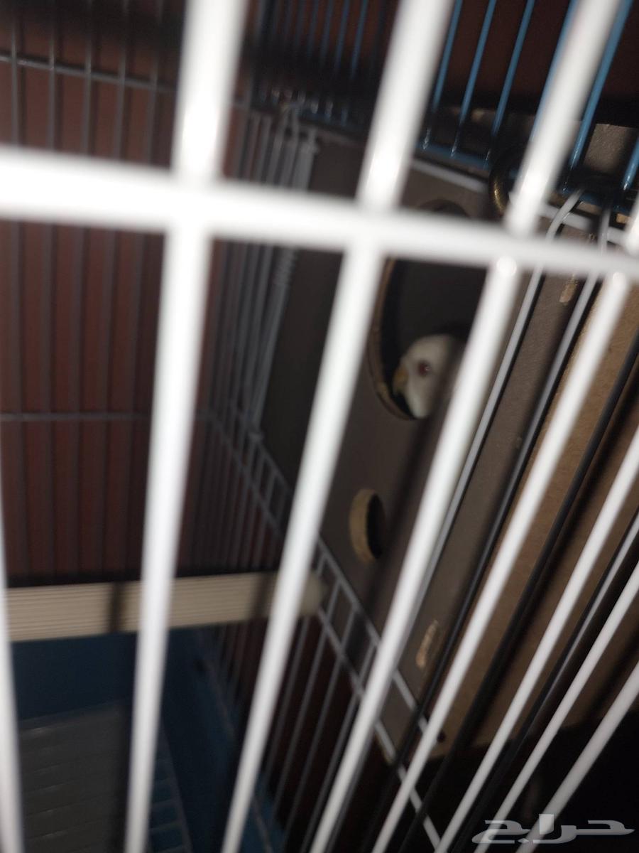 جوز بادجي البينو منتج64438015614081113