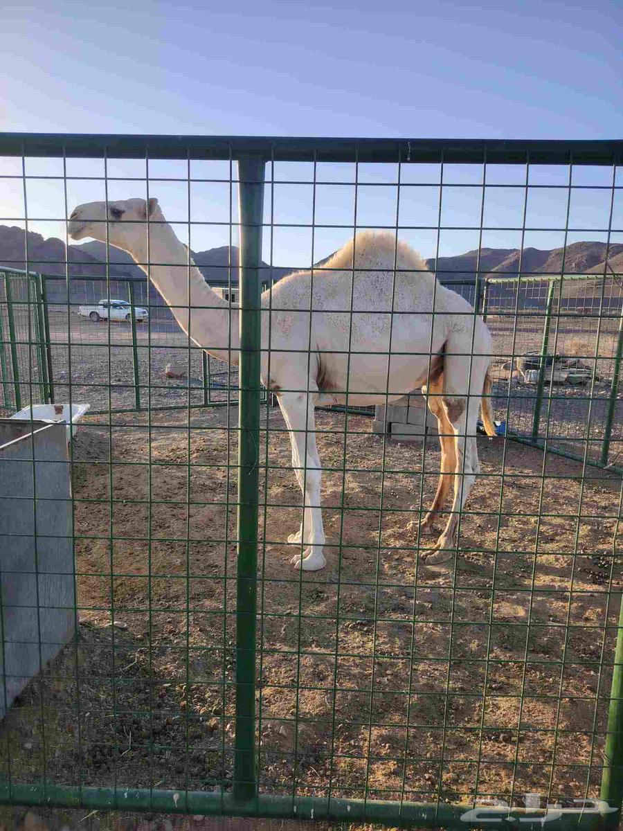 Good sitting for sale under all conditions, one and a half years old64437342103555110