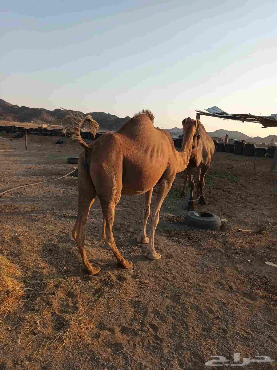 A pregnant she-camel64441841708034110