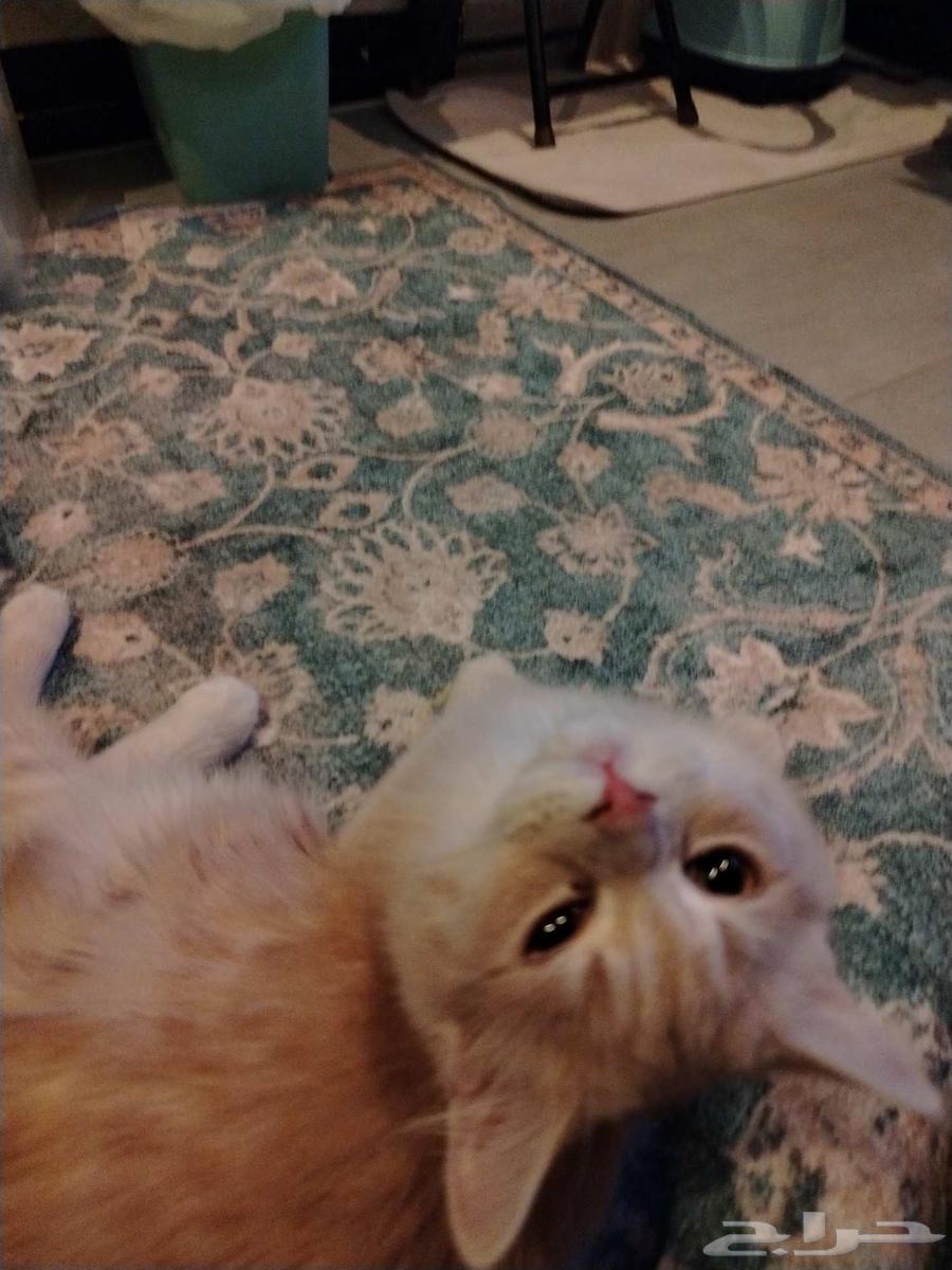 A 4-month-old cat for adoption, has received all vaccinations and has no health issues64434374093059110