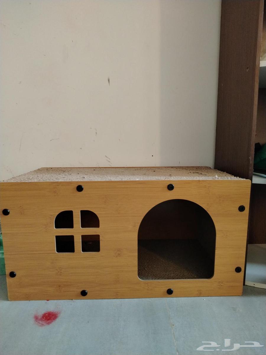 A 4-month-old cat for adoption, has received all vaccinations and has no health issues64434374093059114