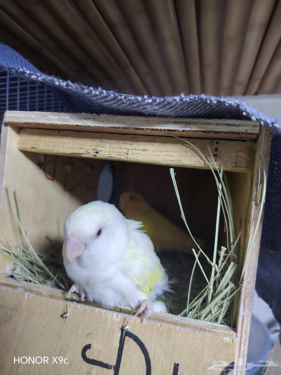 زوج روز منتج قريب يبيض ( تم البيع)64428376594178112