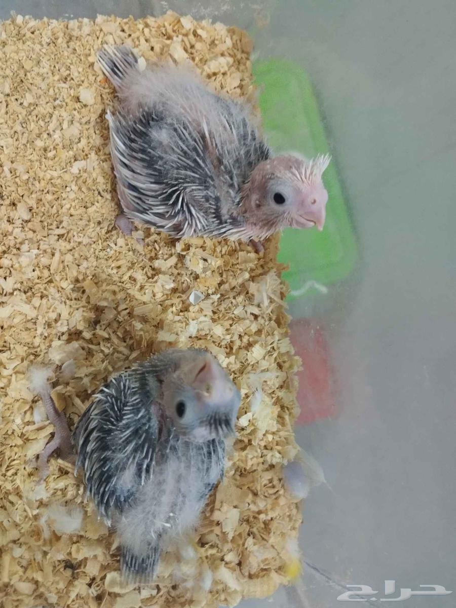 فرخين كروان هولندي للغر64441377535745113