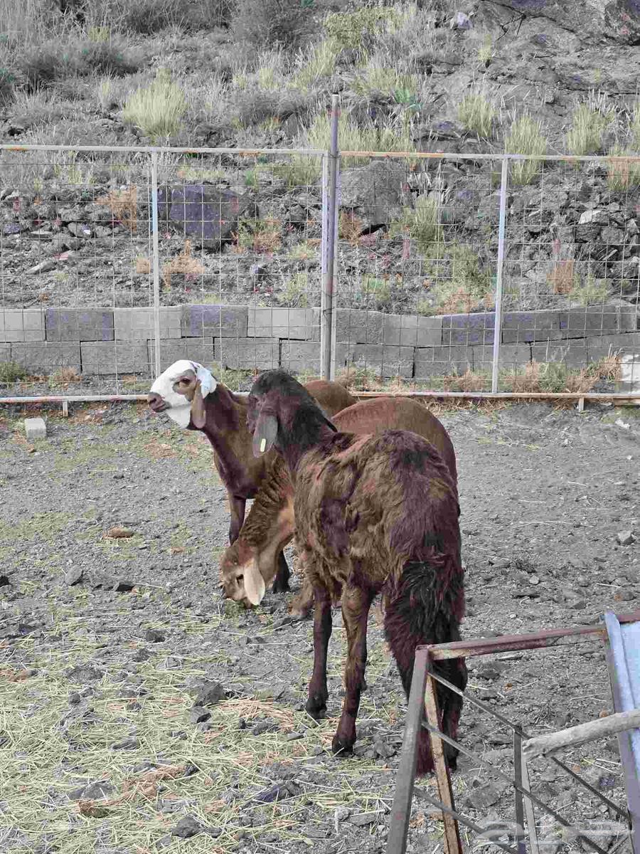 طليان سواكن ذبائح مع التوصيل64438847875841110