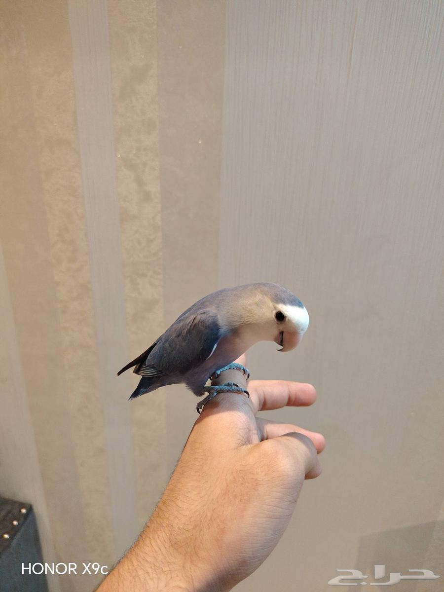 روز أليف ازرق وايت فيس (تم البييع)64434100933891110