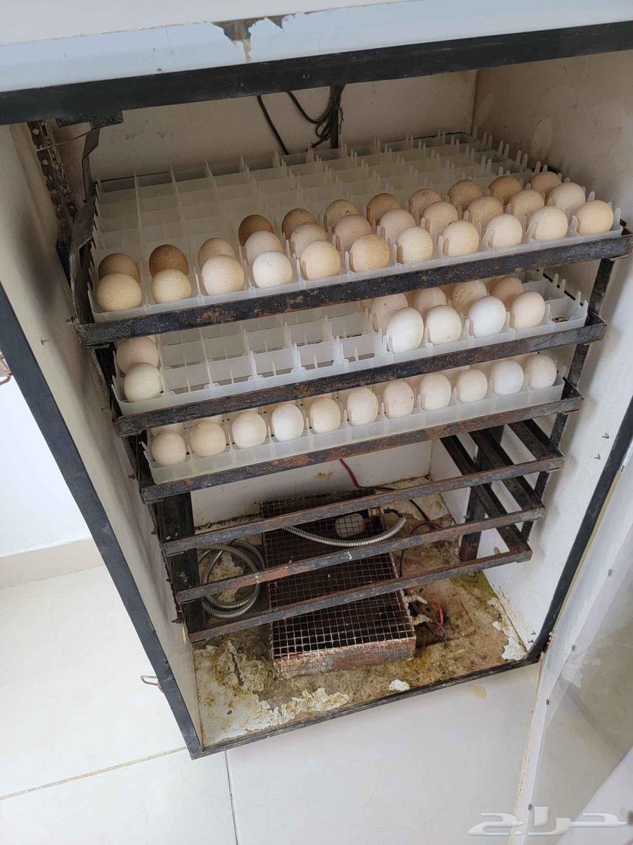 للبيع للبيع عاجل فقاسه64438645590659113