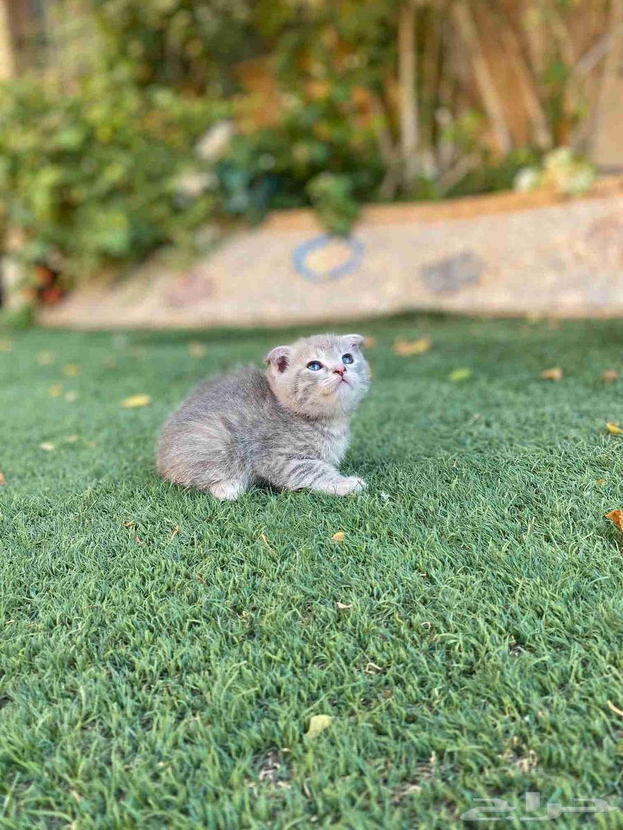 سكوتش فولد مطعمين للبيع ولايوجد تبني64434251491073112