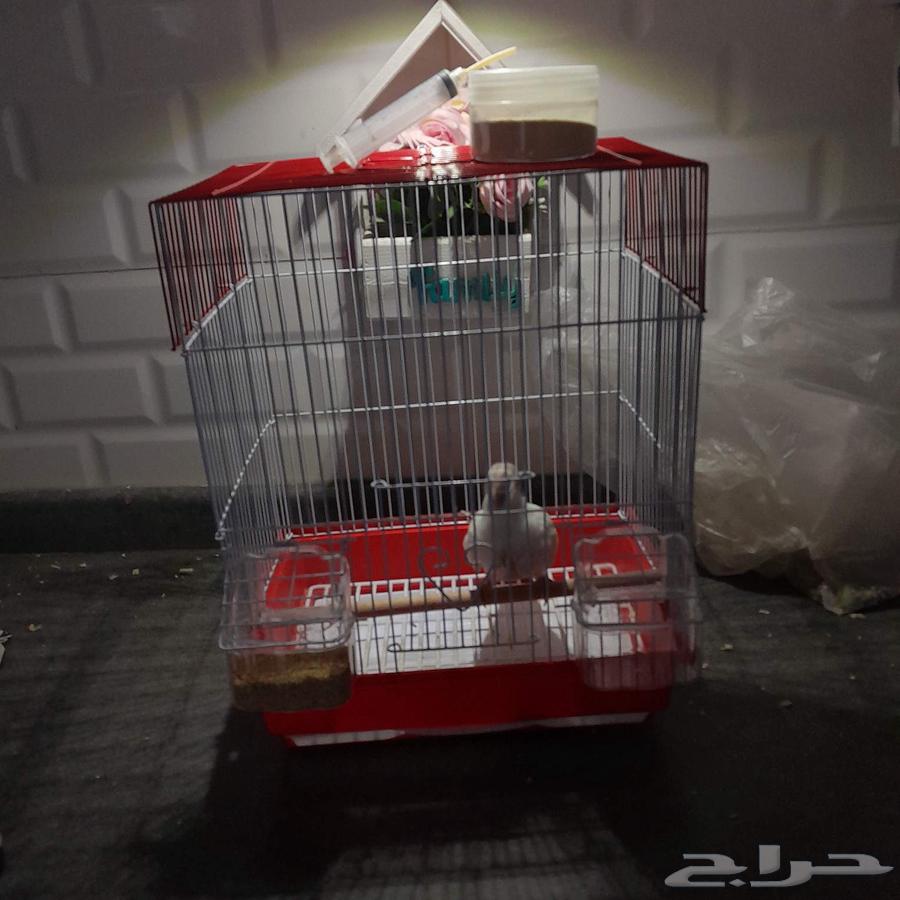 فرخ كروان تم البيع64439307073025113