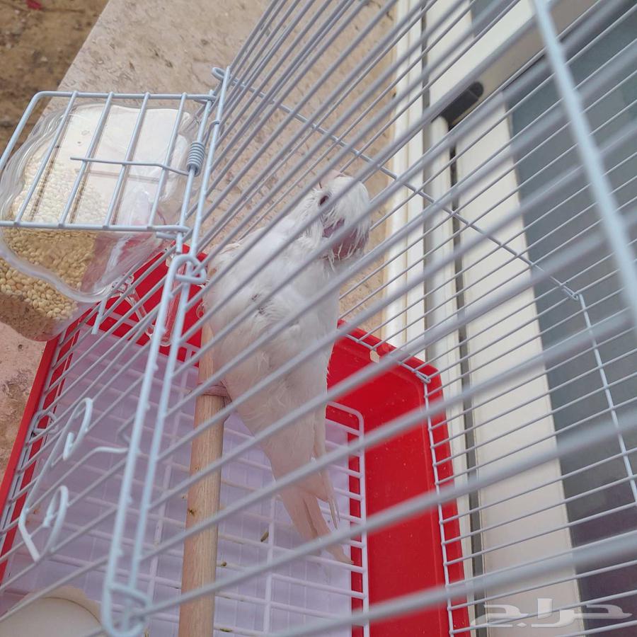 فرخ كروان تم البيع64439307073025111