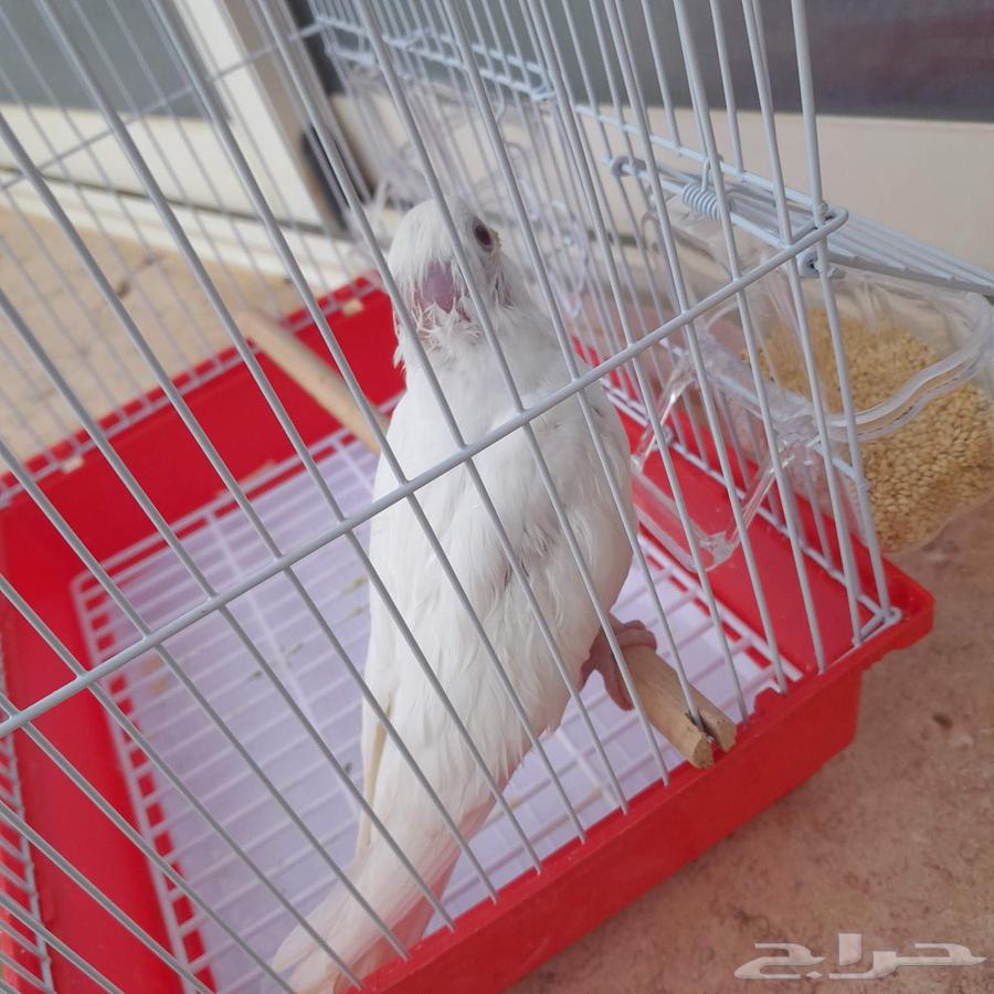 فرخ كروان تم البيع64439307073025112