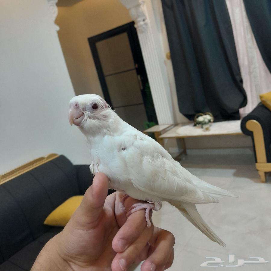 فرخ كروان تم البيع64439307073025110