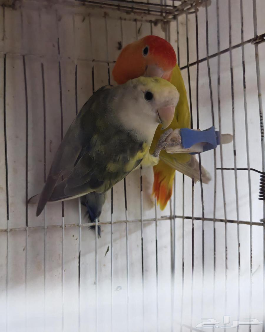 ازواج روز64433940012418111