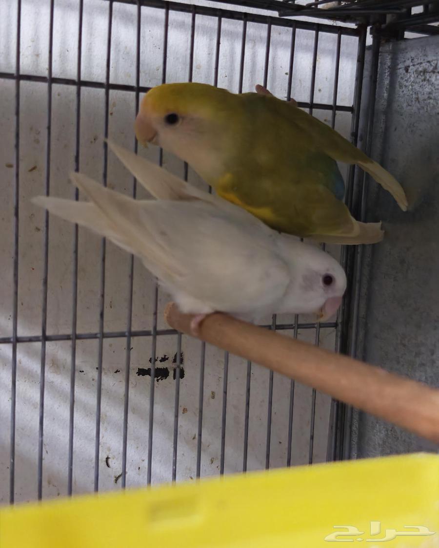 ازواج روز64433940012418112