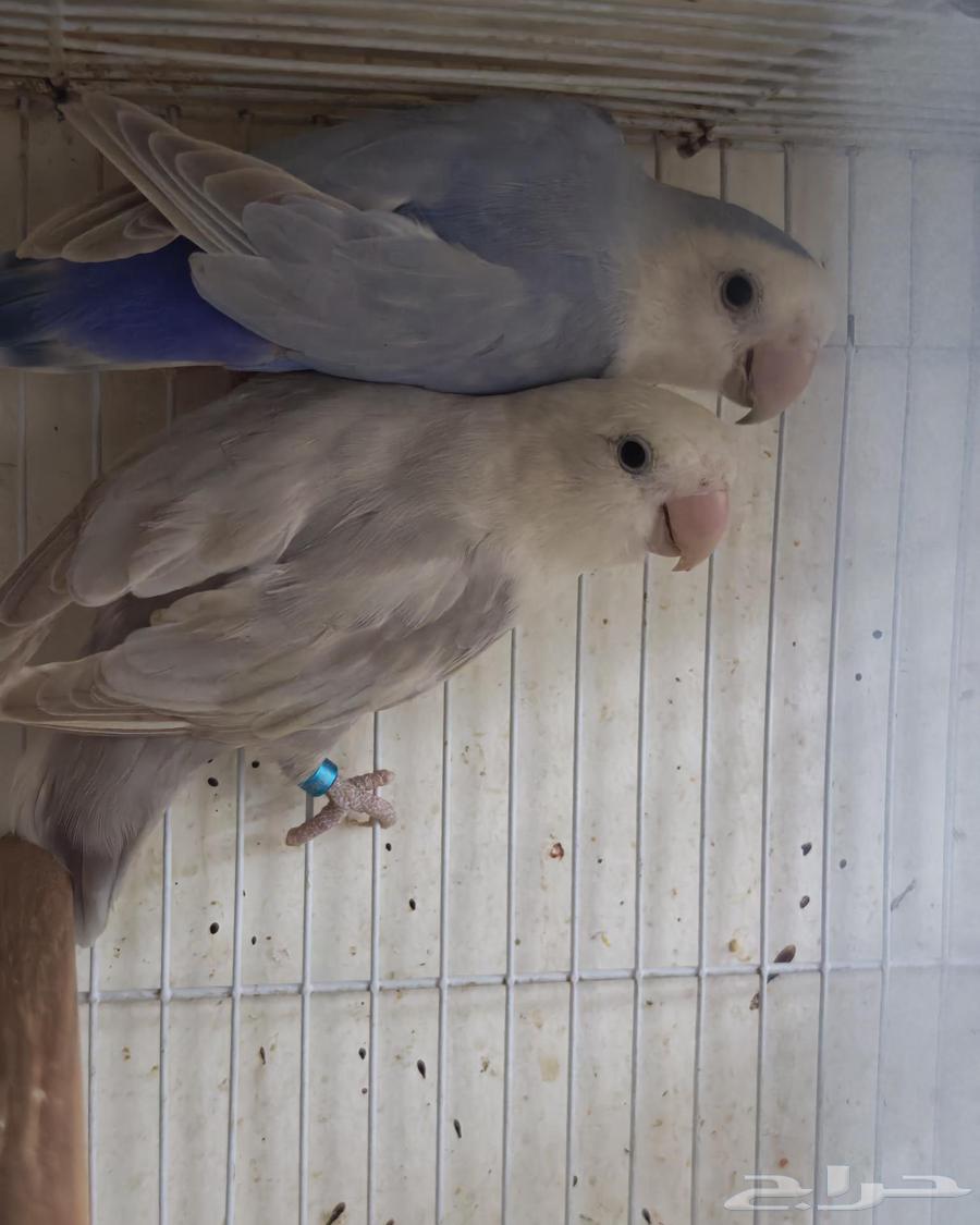 ازواج روز64433940012418110