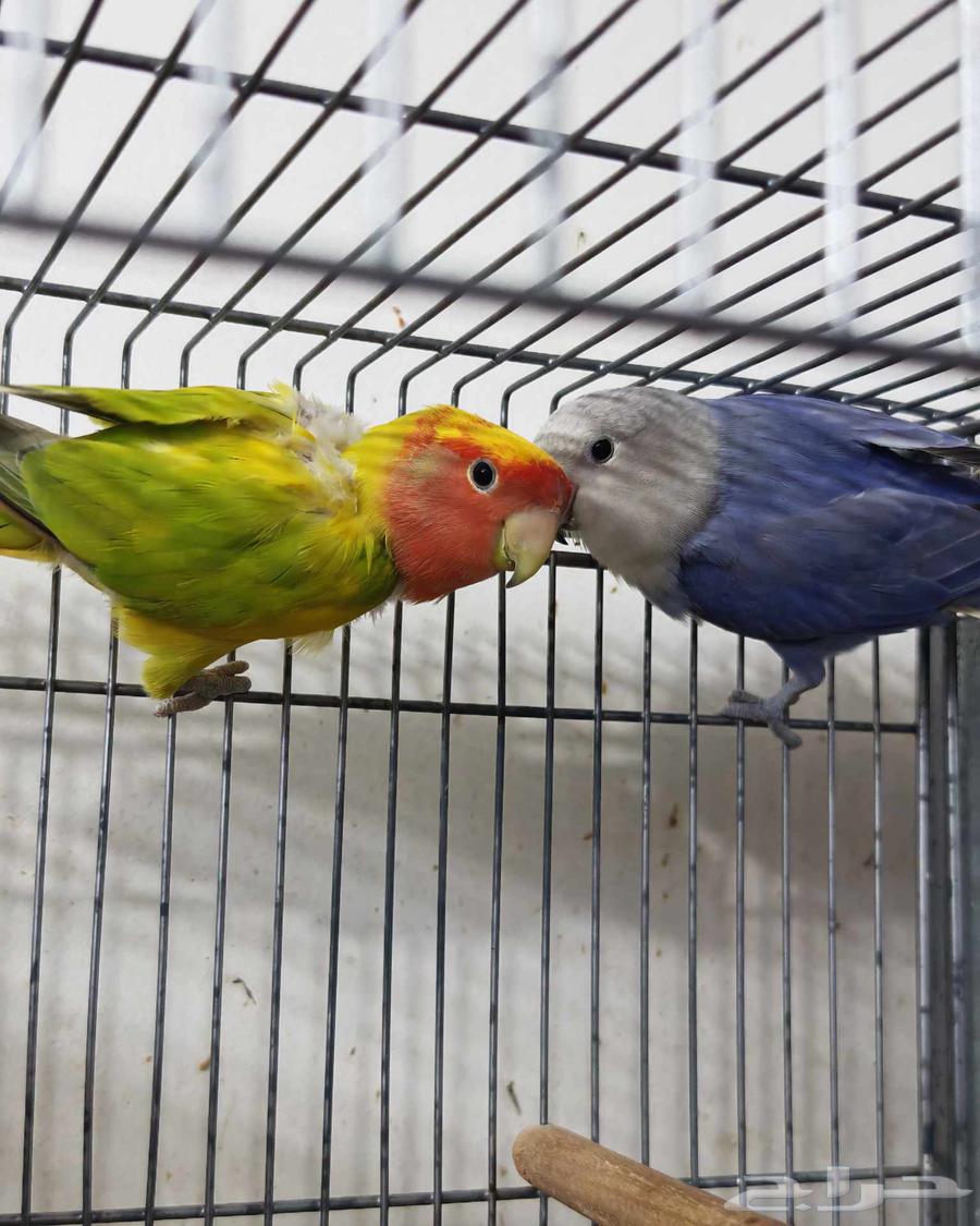 ازواج روز64433940012418114