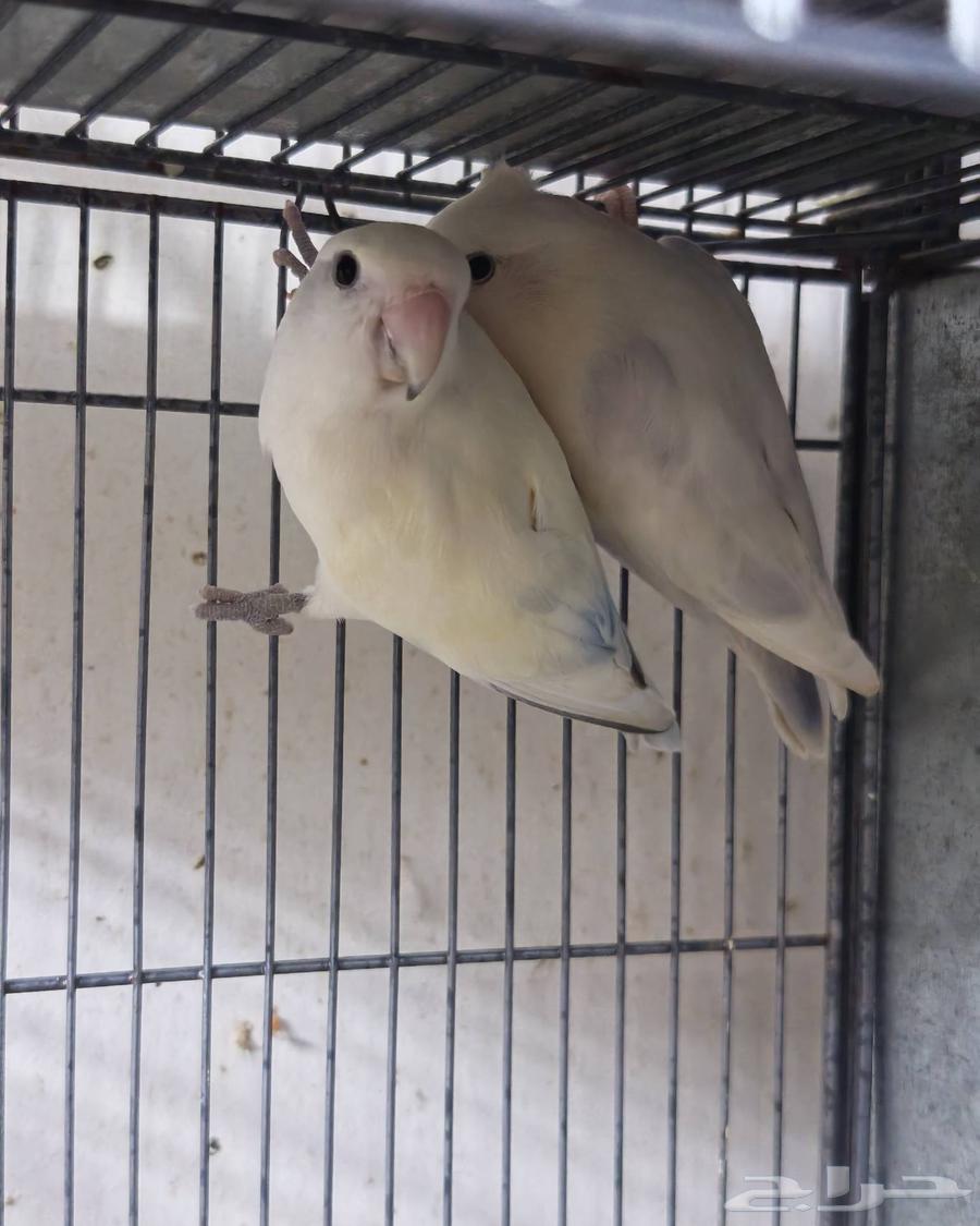 ازواج روز64433940012418113