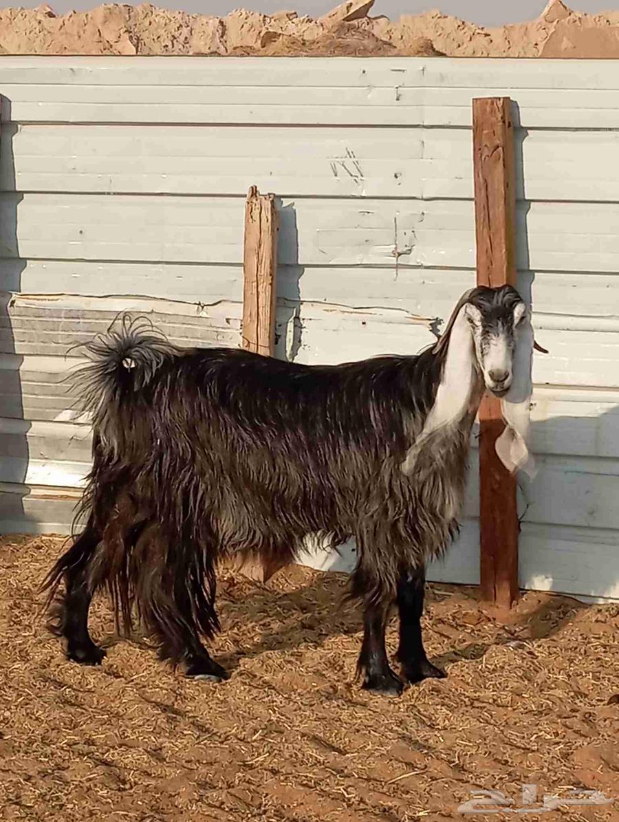 عنز عارضيه كفو ودافع شرط على الفحص64439856934786111