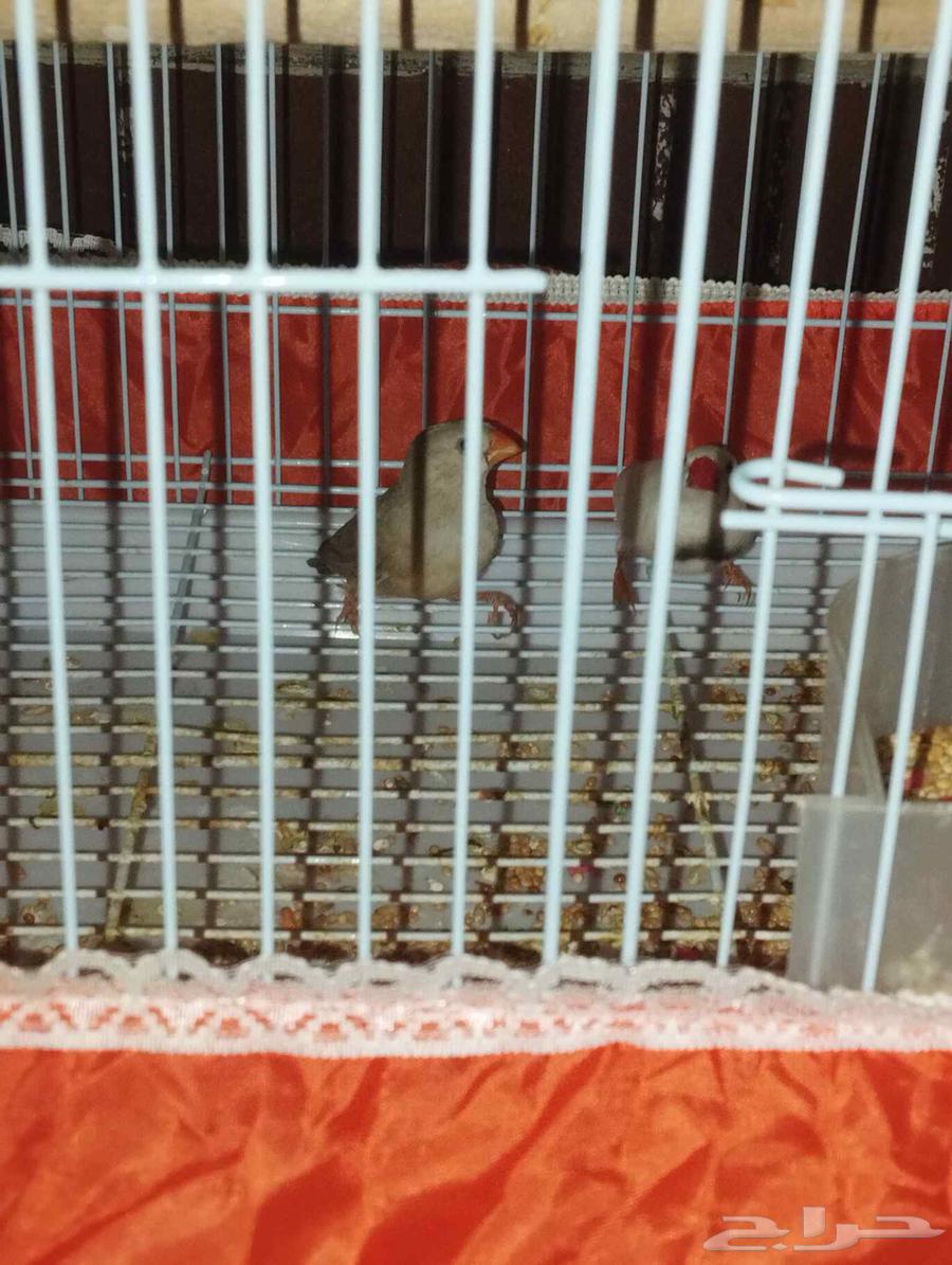 Zebra Bird Pass One Year Old64437018551939110