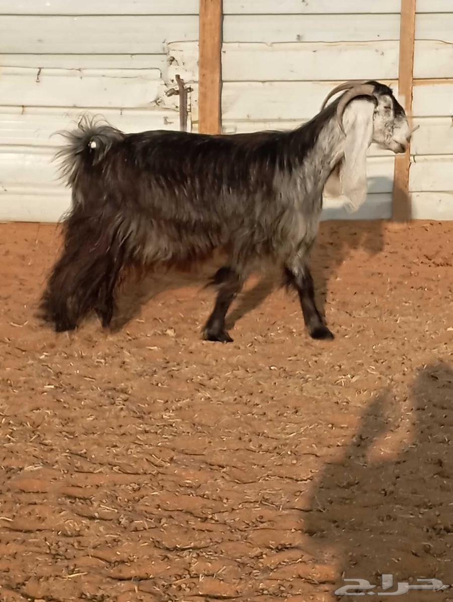 عنز عارضيه كفو ودافع شرط على الفحص64439856934786112