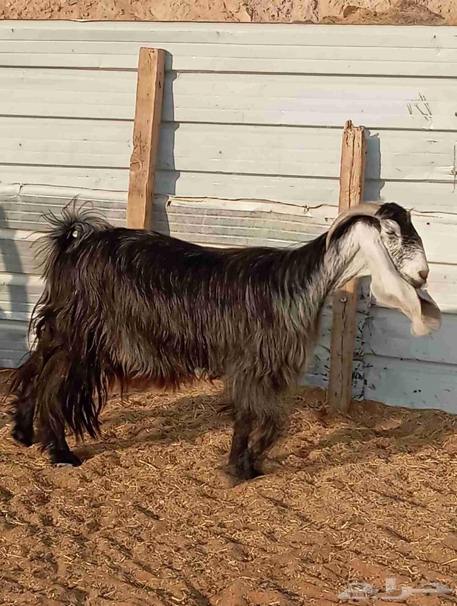 عنز عارضيه كفو ودافع شرط على الفحص64439856934786110