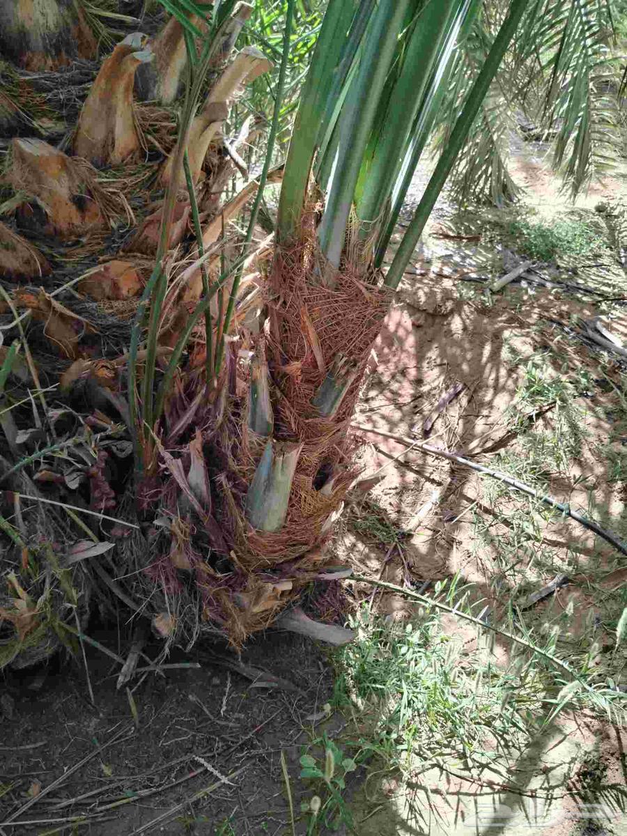 نخل اللقصيم للبيع64439946684802112