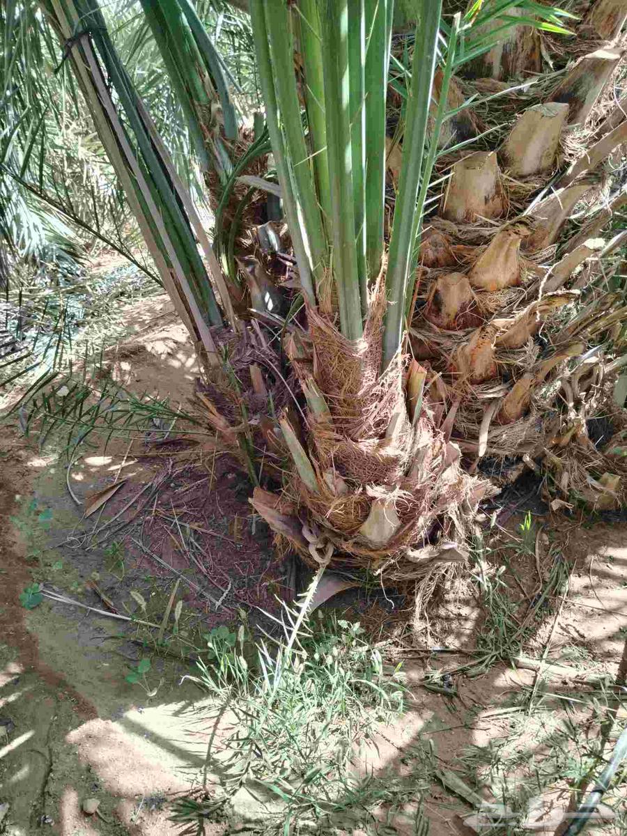 نخل اللقصيم للبيع64439946684802111