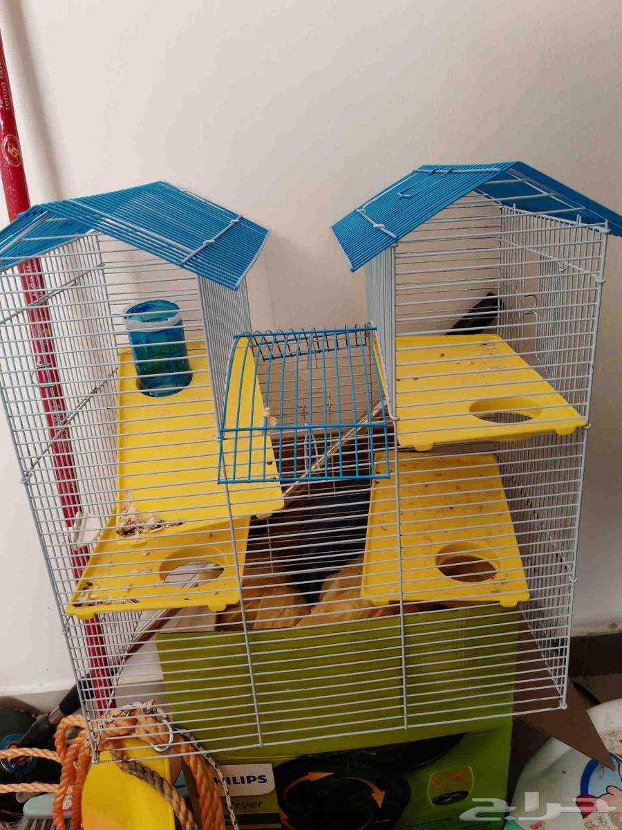 هامستر 6 افراد شامل جميع اغراضهم 100 ريال64436681986563113