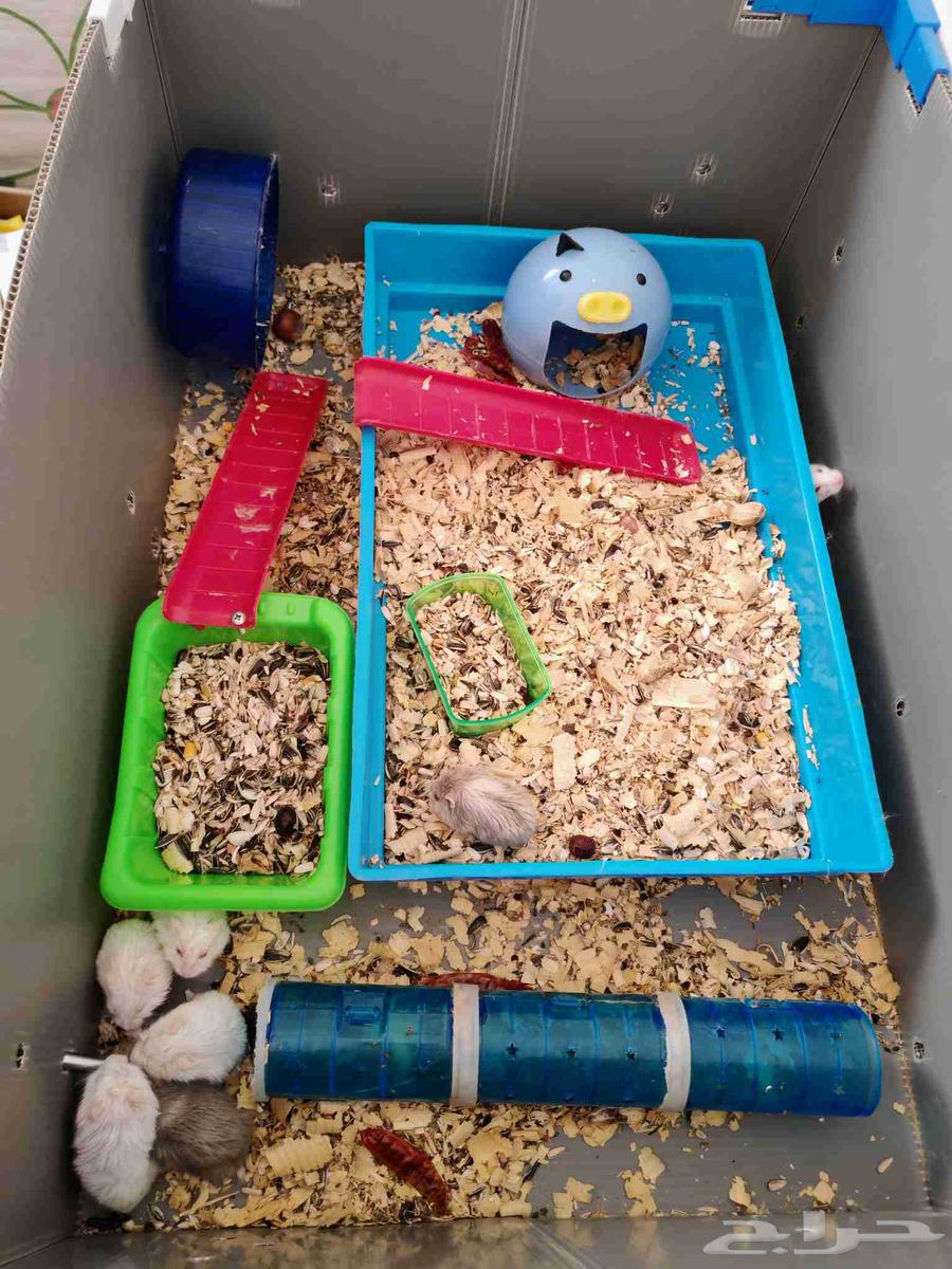 هامستر 6 افراد شامل جميع اغراضهم 100 ريال64436681986563112