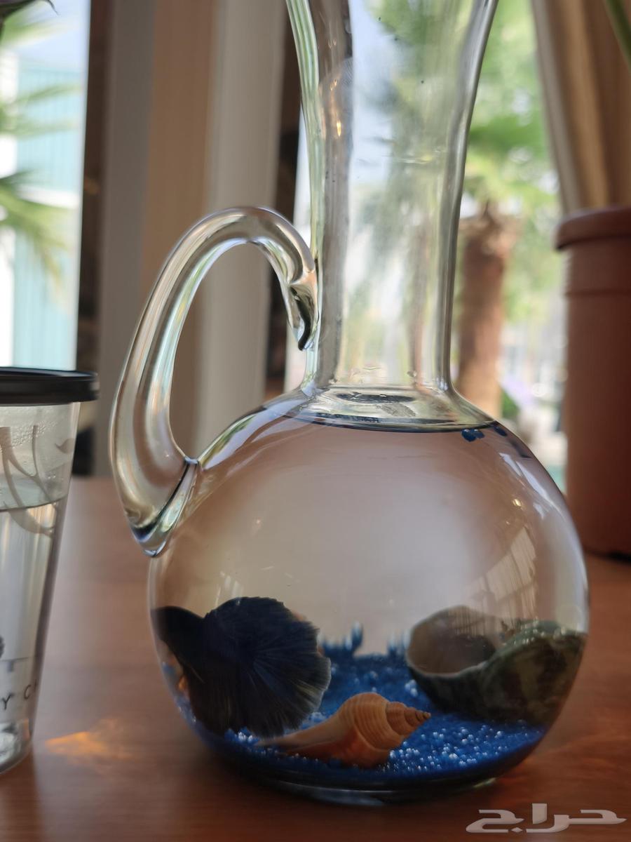 Decorative fish64441485661699114