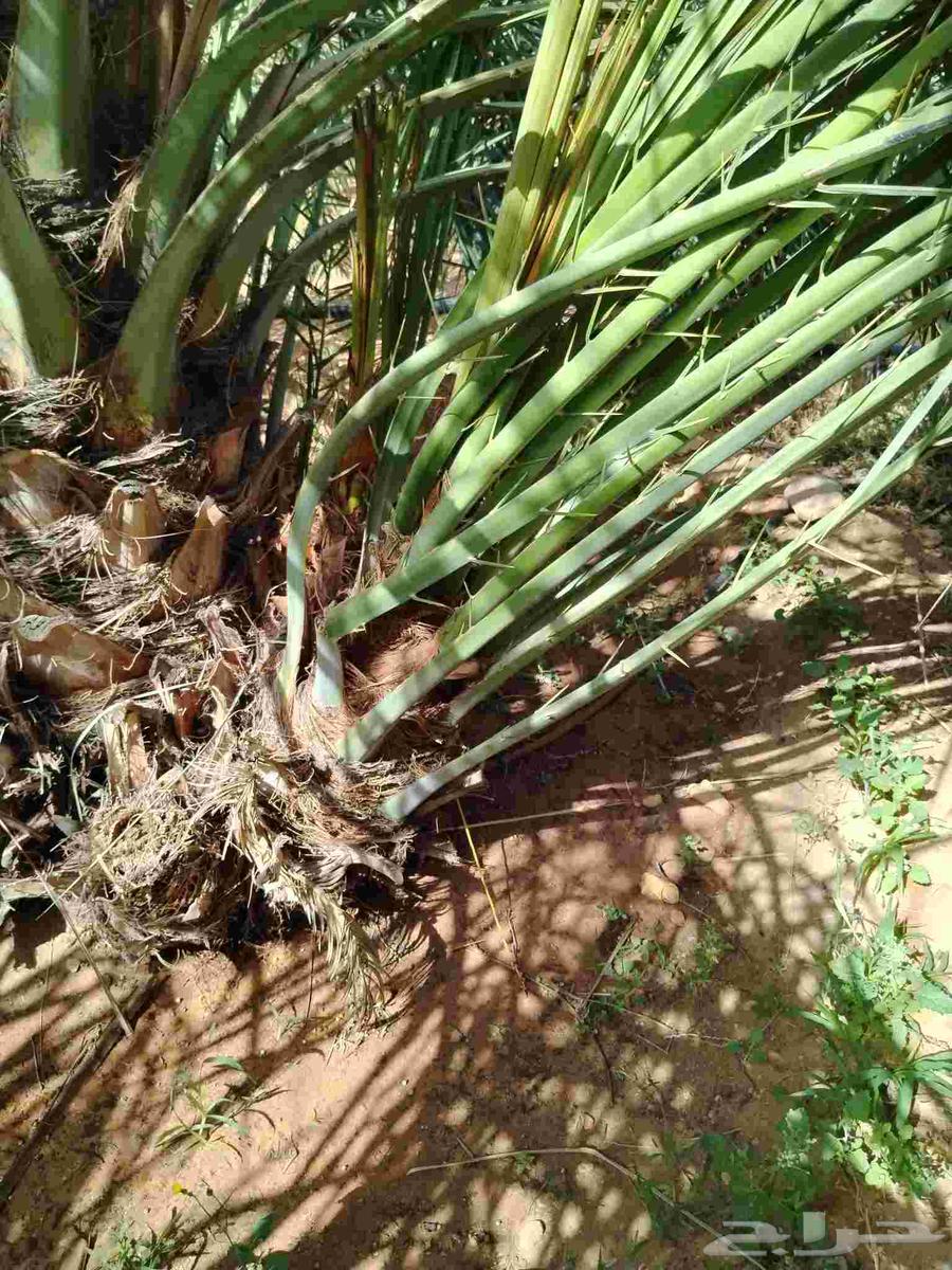 نخل اللقصيم للبيع64439946684802113