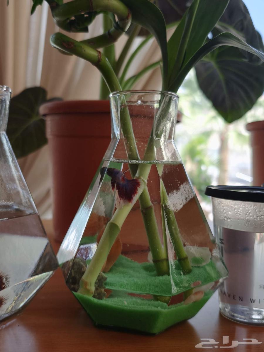 Decorative fish64441485661699112