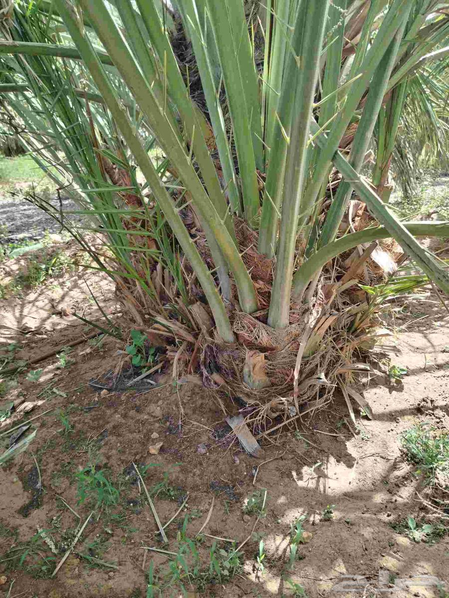 نخل اللقصيم للبيع64439946684802110